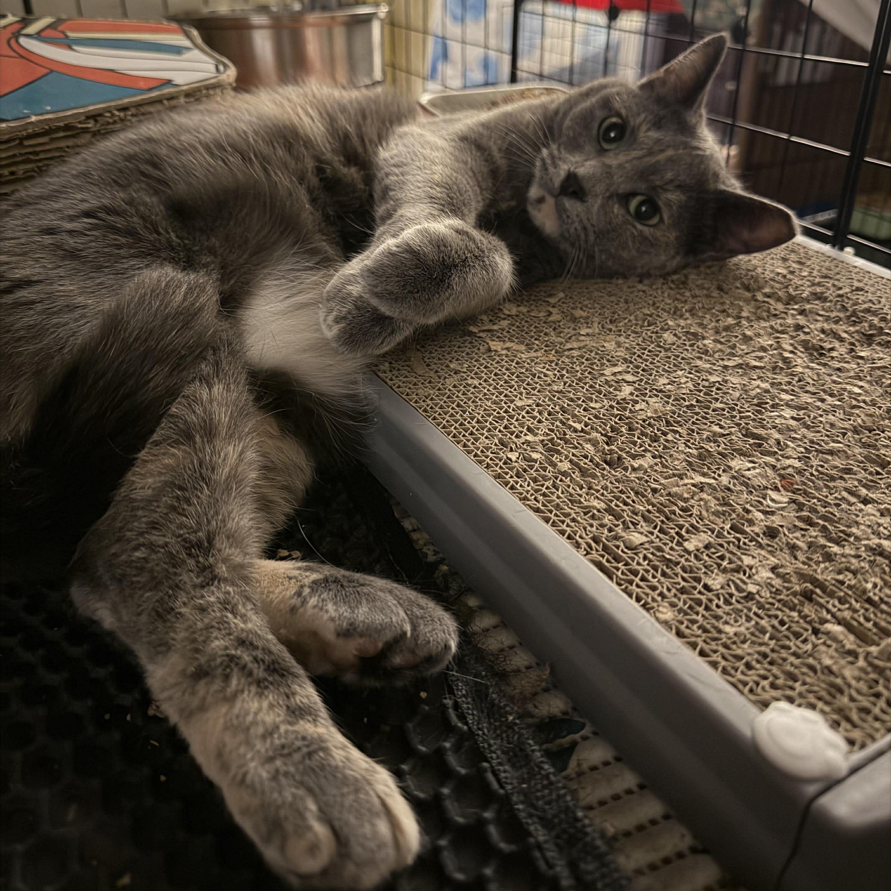 Enlarge Buttercup, a ADOPTABLE Domestic Short Hair in Royal Oak, MI image 2/6
