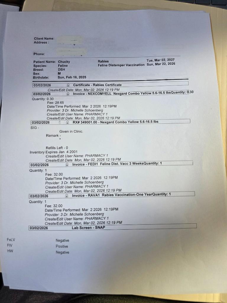 Enlarge Chucky, a Adopted mixed breed in Minot, ND image 1/6