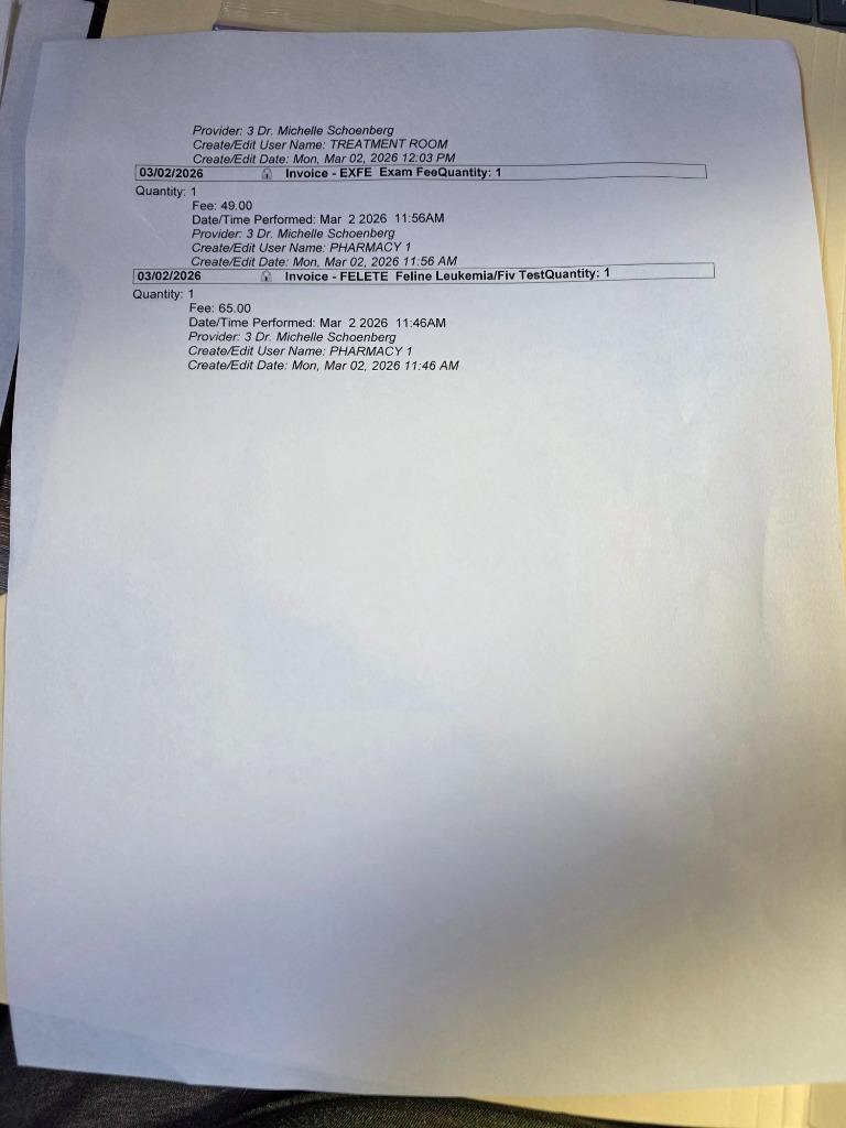 Enlarge Chucky, a Adopted mixed breed in Minot, ND image 2/6