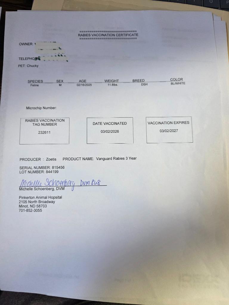 Enlarge Chucky, a Adopted mixed breed in Minot, ND image 3/6