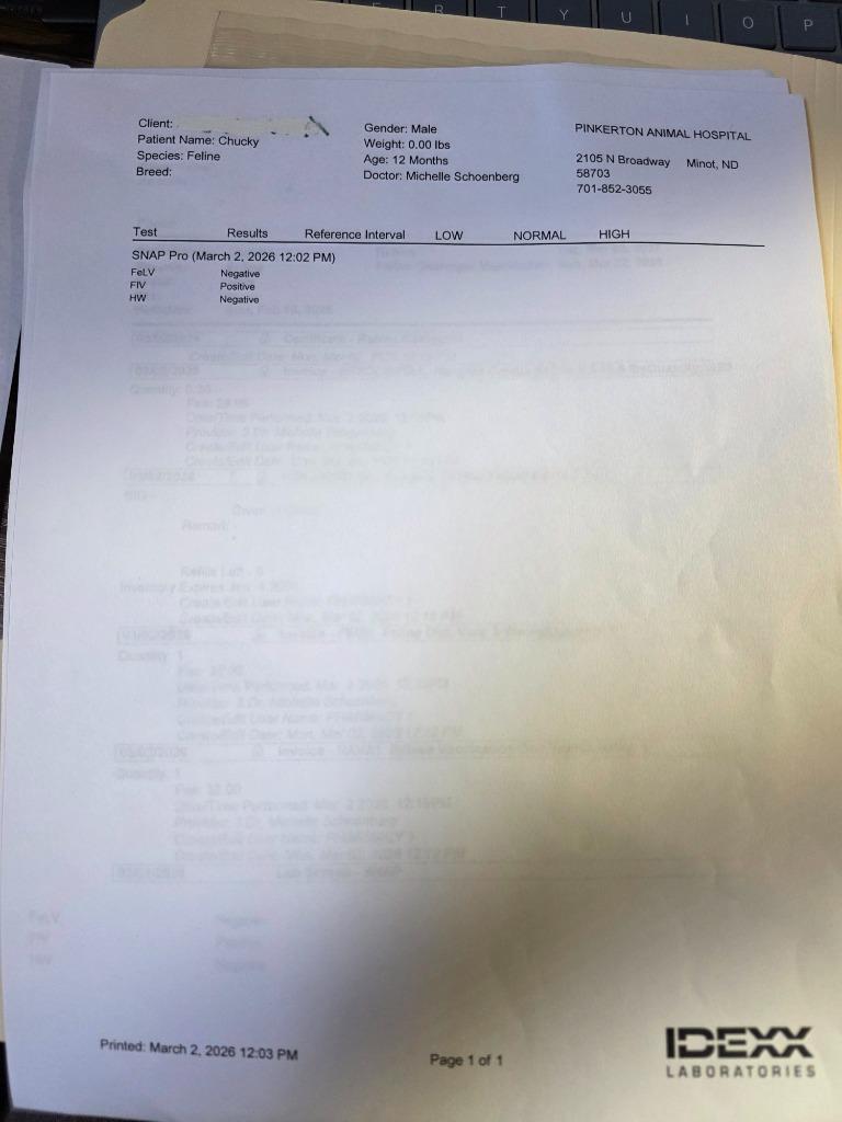 Enlarge Chucky, a Adopted mixed breed in Minot, ND image 4/6