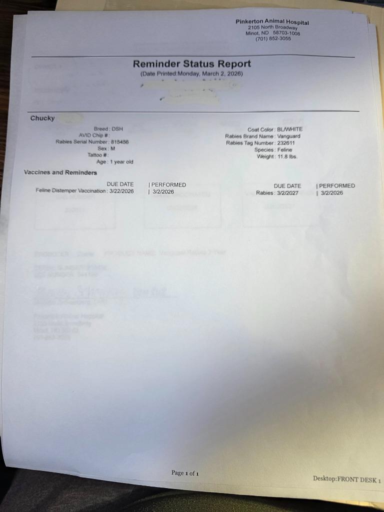 Enlarge Chucky, a Adopted mixed breed in Minot, ND image 5/6