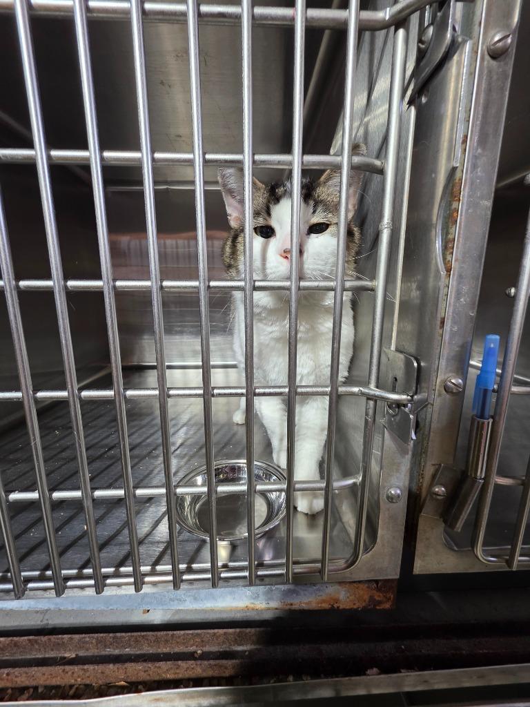 Enlarge Chucky, a Adopted mixed breed in Minot, ND image 6/6