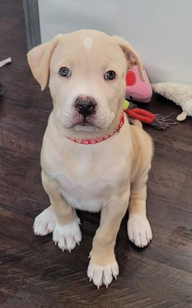 Hercules, a Adoptable mixed breed in West Des Moines, IA image 1/2