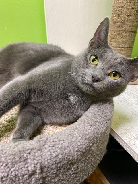 Enlarge Phoebe, an adopted Domestic Short Hair in Memphis, TN image 2/2