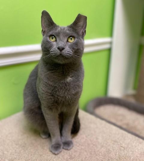 Enlarge Phoebe, an adopted Domestic Short Hair in Memphis, TN image 1/2