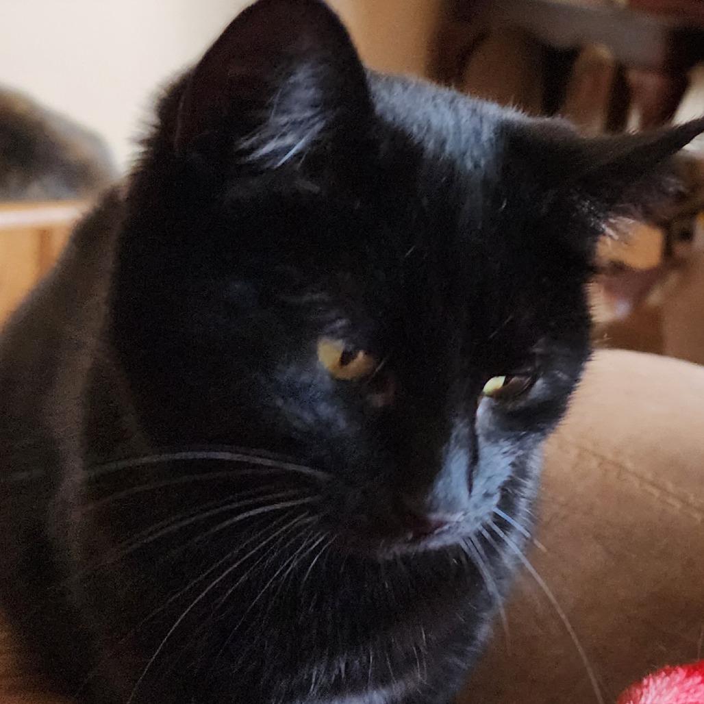 Dahlia, Adoptable, Adult Female Domestic Short Hair.