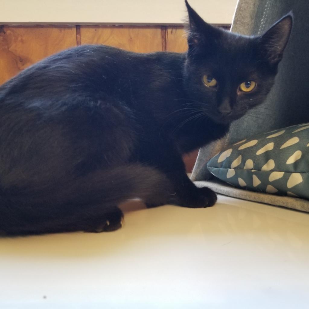 Enlarge Dahlia, a Adoptable Domestic Short Hair in Carmel, IN image 3/5