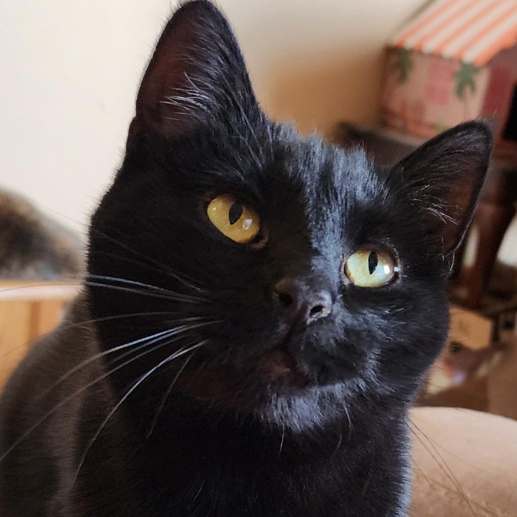 Enlarge Dahlia, a Adoptable Domestic Short Hair in Carmel, IN image 5/5