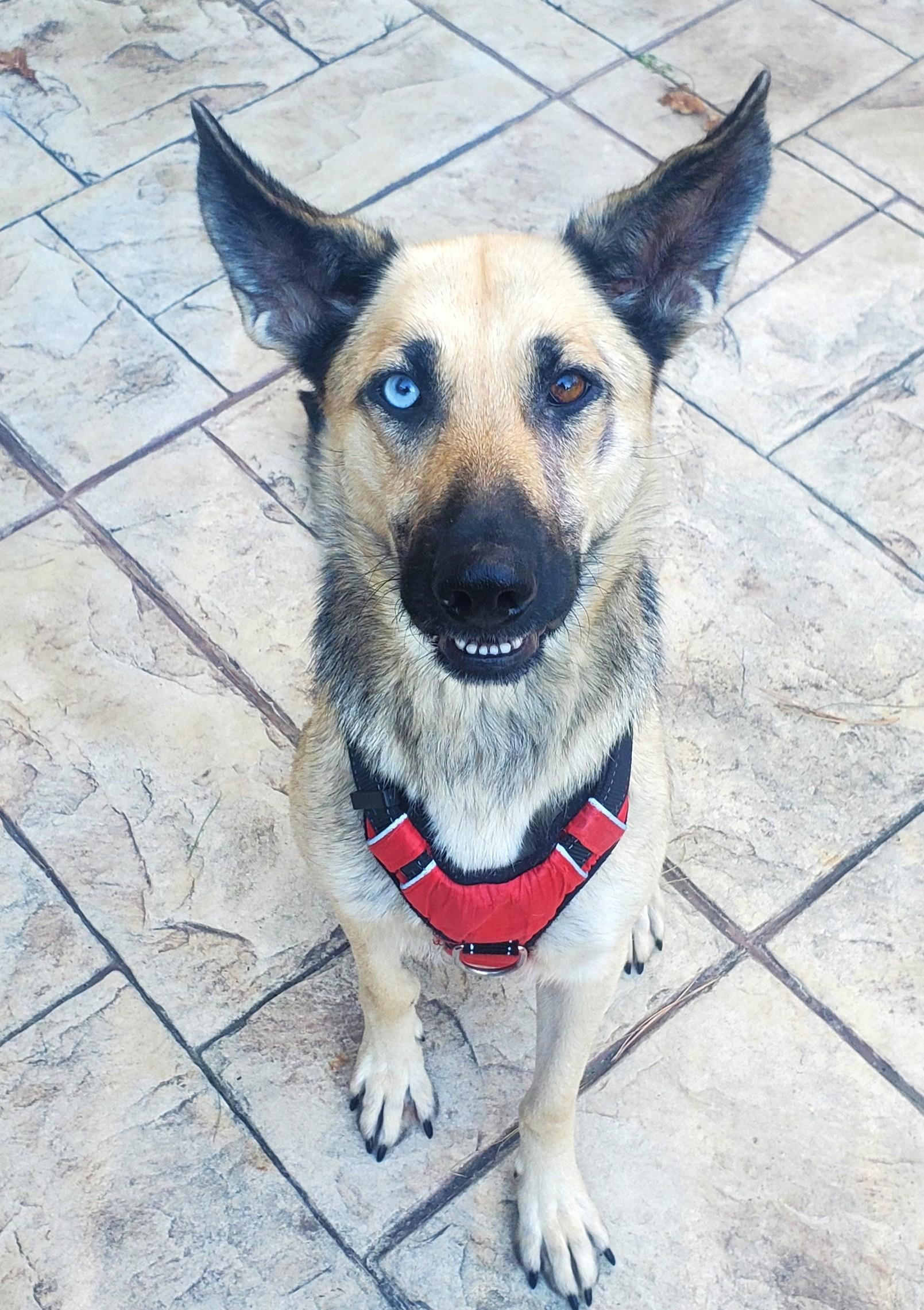 Raleigh-Pending! , ADOPTABLE, Young Female Shepherd & Husky.