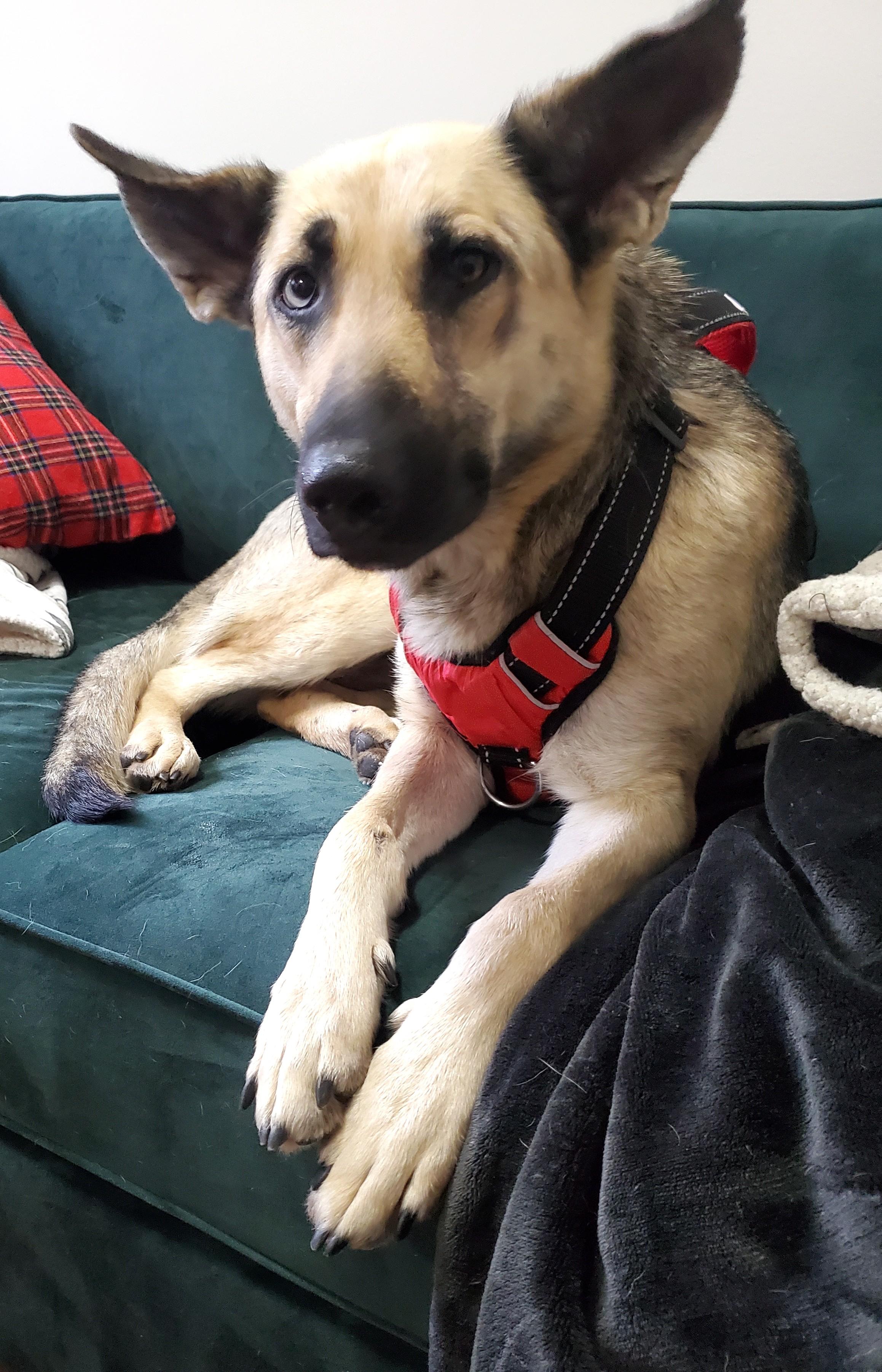 Enlarge Raleigh-Pending! , a ADOPTABLE mixed breed in Frederick, MD image 5/5