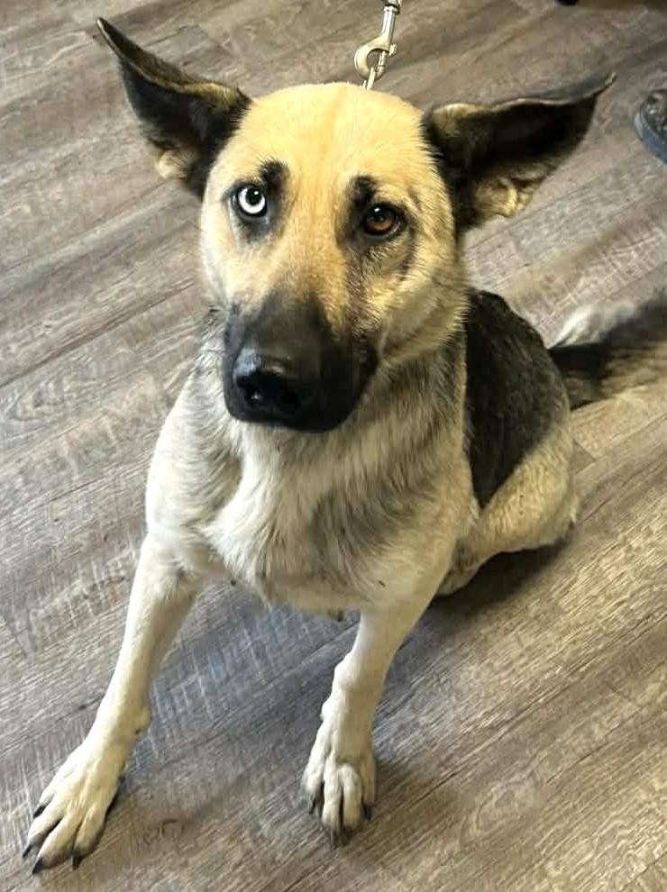 Raleigh-Available 12/17! www.lhar.dog to apply! , a ADOPTABLE mixed breed in Frederick, MD image 3/4