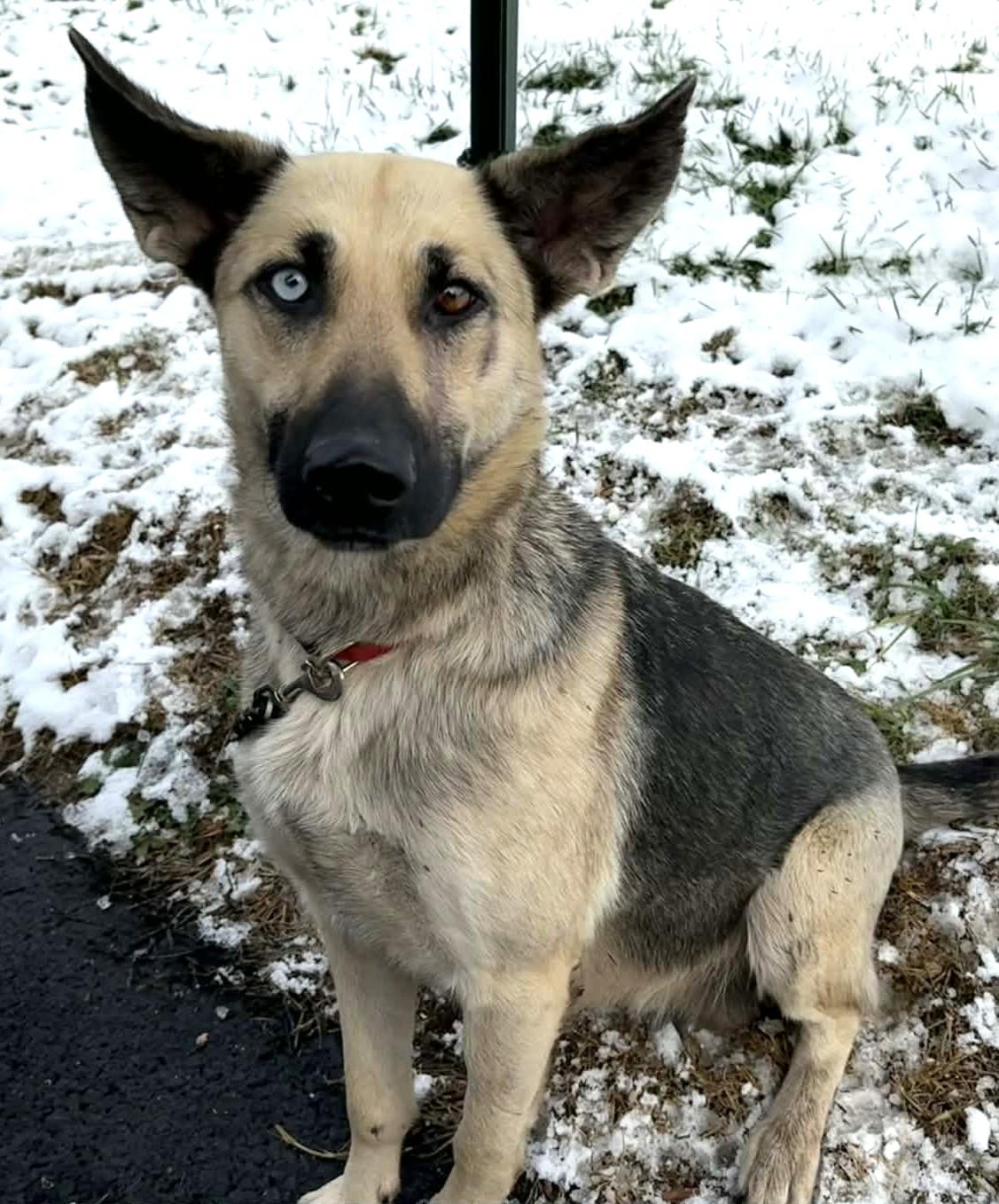 Raleigh-Available 12/17! www.lhar.dog to apply! , a ADOPTABLE mixed breed in Frederick, MD image 4/4