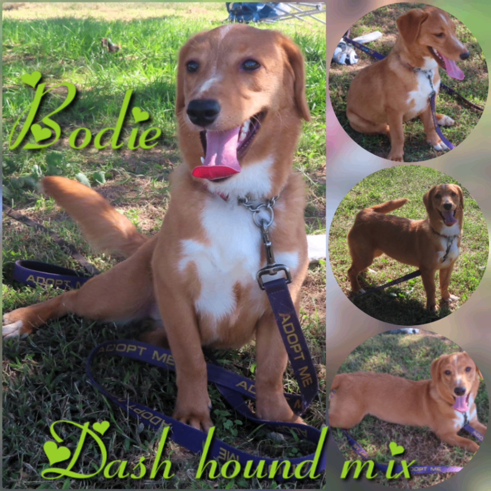 Enlarge Bodie, a Adopted mixed breed in Ashdown, AR image 1/1