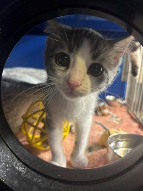 Mateo, adopted, Kitten Male Domestic Short Hair.