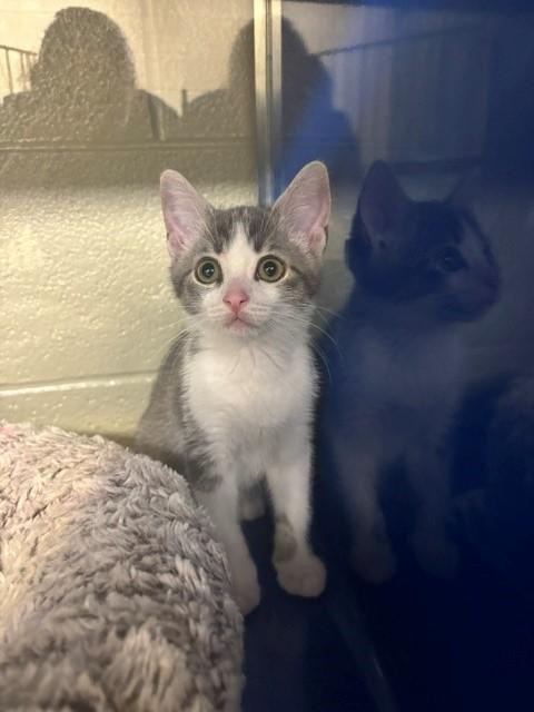 Enlarge Mateo, an adopted Domestic Short Hair in Caledon, ON image 2/3