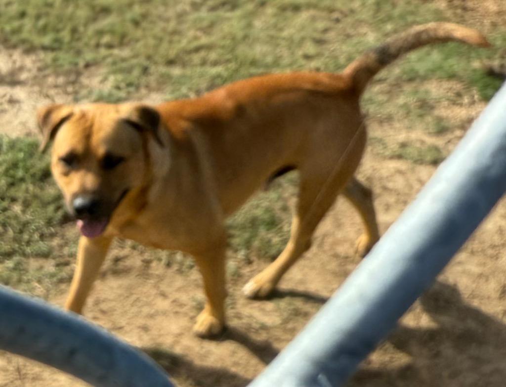 Jermaine, Adoptable, Young Male Rottweiler & Retriever.