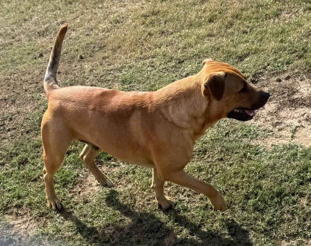 Enlarge Jermaine, a Adoptable mixed breed in Quinlan, TX image 2/3