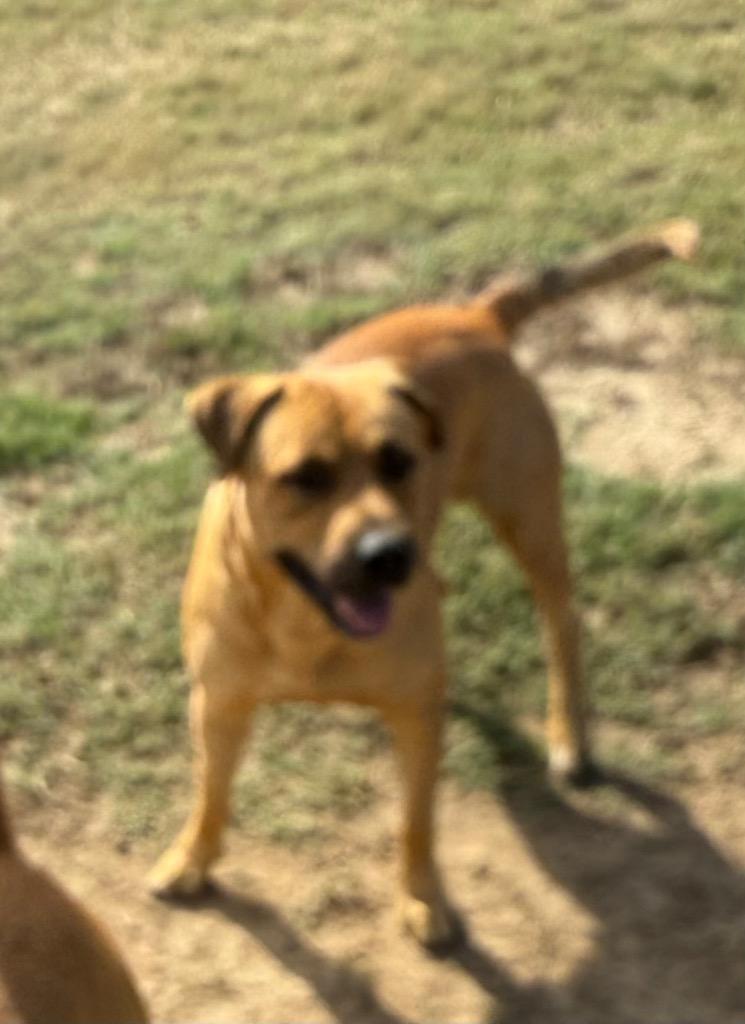 Enlarge Jermaine, a Adoptable mixed breed in Quinlan, TX image 3/3