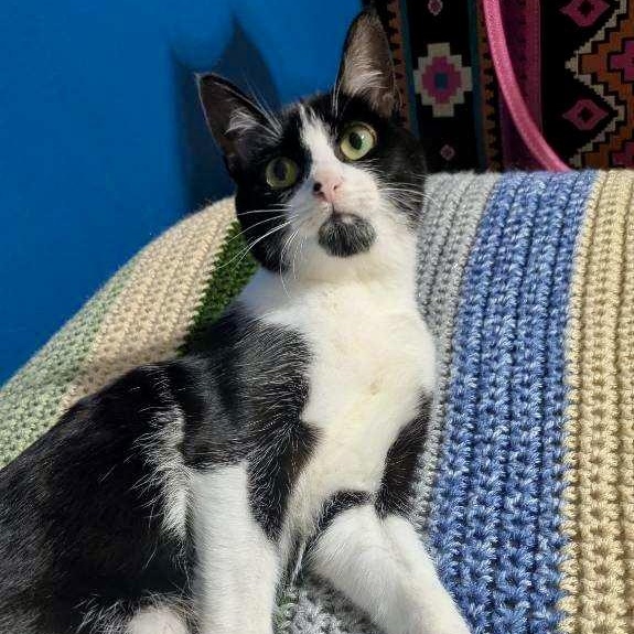 Enlarge Cowgirl, a ADOPTABLE Domestic Short Hair in Richmond, VA image 4/5