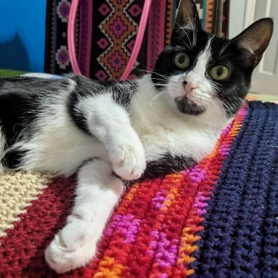 Cowgirl, ADOPTABLE, Kitten Female Domestic Short Hair.