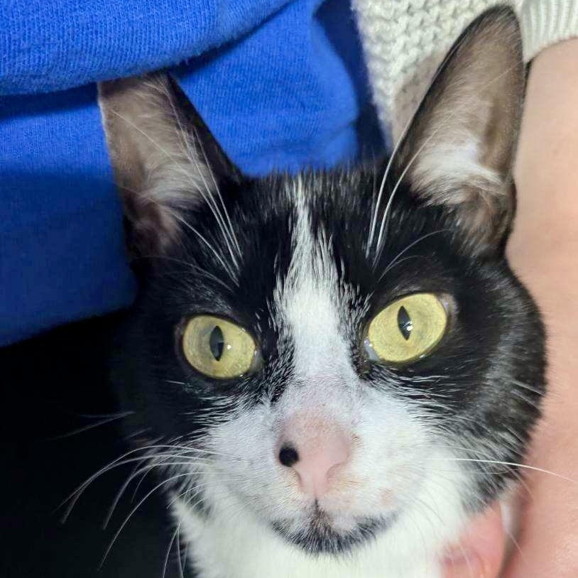 Enlarge Cowgirl, a ADOPTABLE Domestic Short Hair in Richmond, VA image 3/5