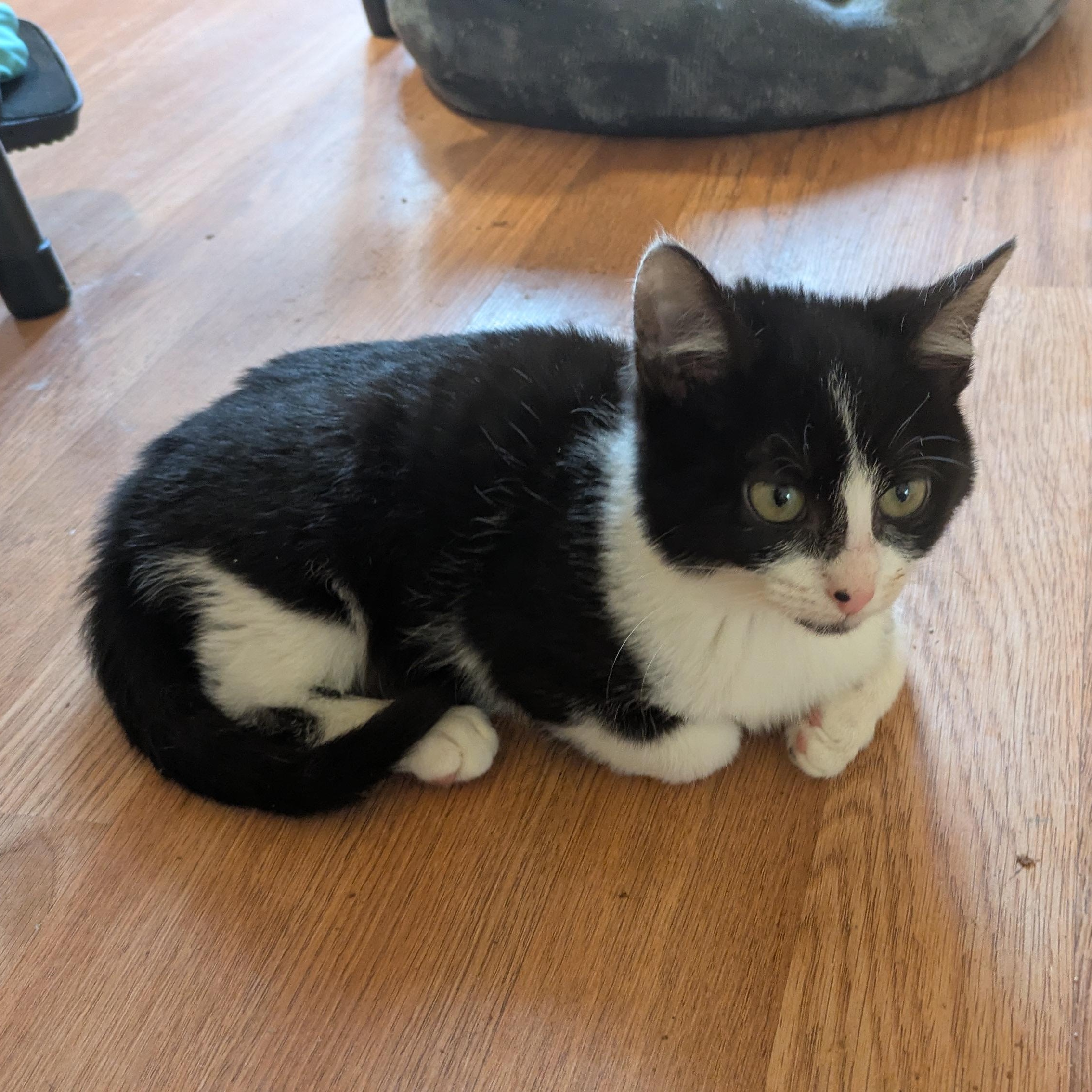 Enlarge Cowgirl, a ADOPTABLE Domestic Short Hair in Richmond, VA image 5/5