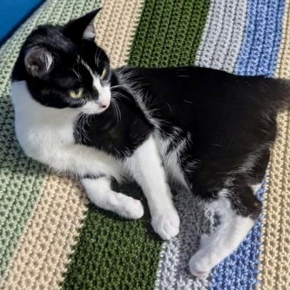 Enlarge Cowgirl, a ADOPTABLE Domestic Short Hair in Richmond, VA image 2/5