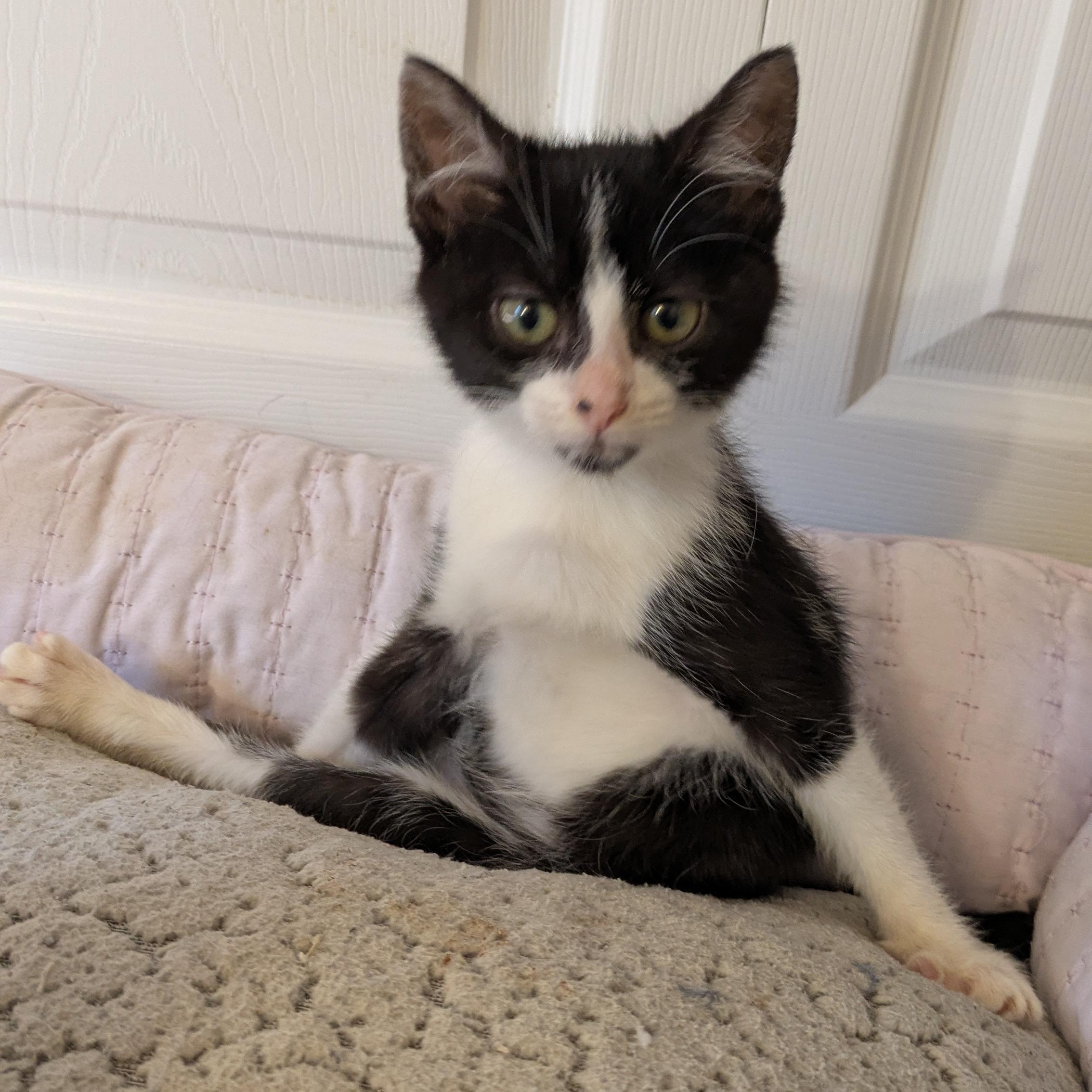 Enlarge Cowgirl, a ADOPTABLE Domestic Short Hair in Richmond, VA image 2/5