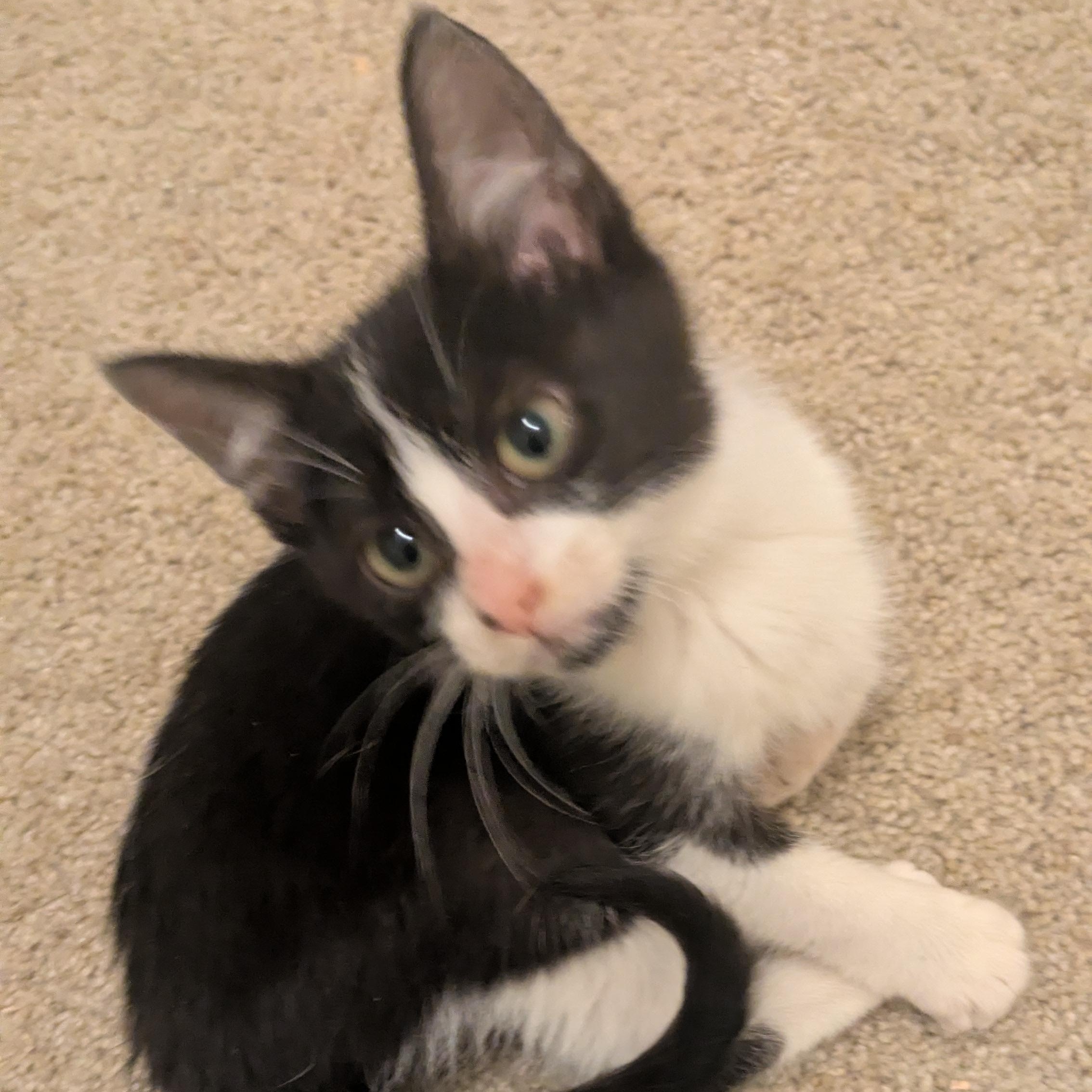 Enlarge Cowgirl, a ADOPTABLE Domestic Short Hair in Richmond, VA image 3/5