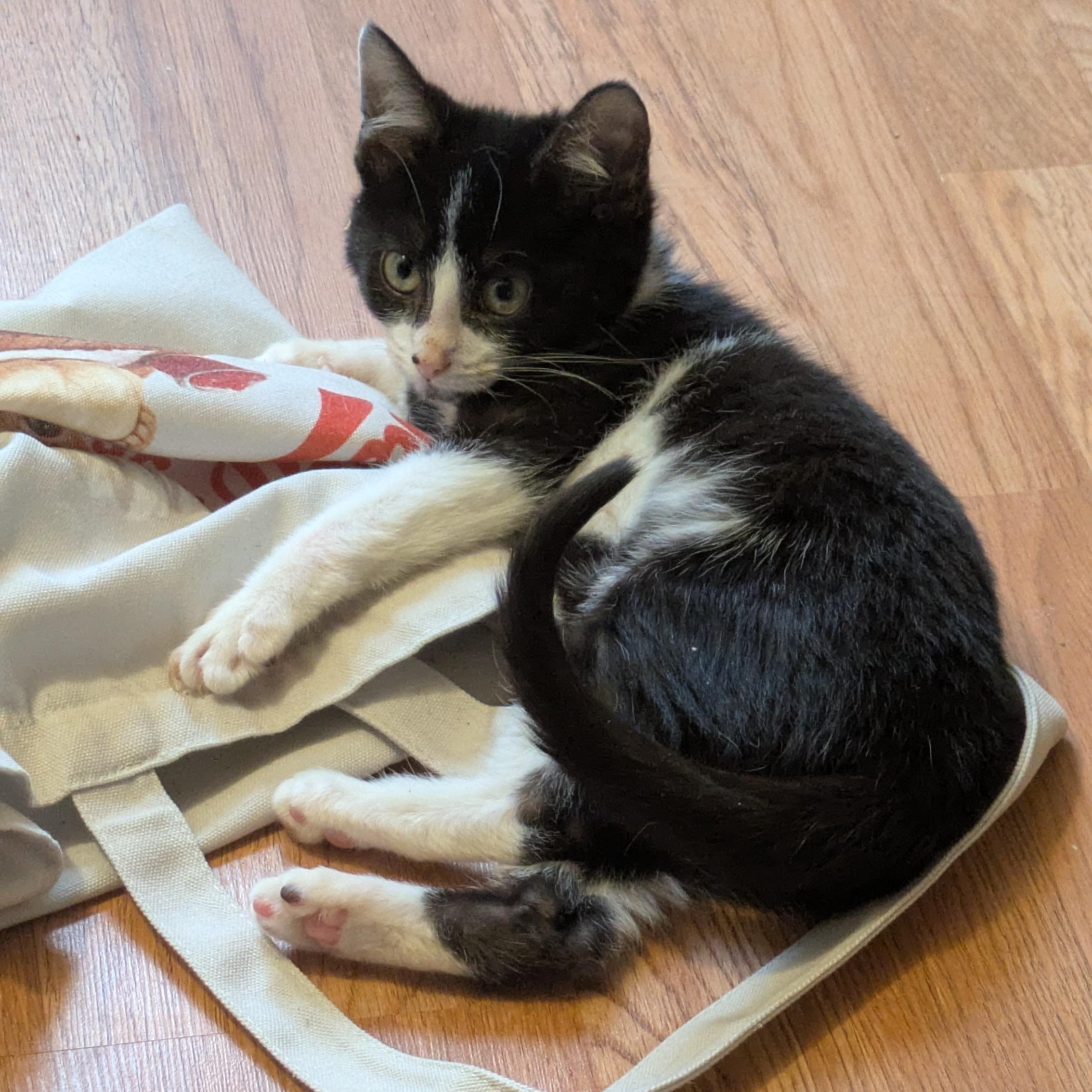 Cowgirl, ADOPTABLE, Kitten Female Domestic Short Hair.