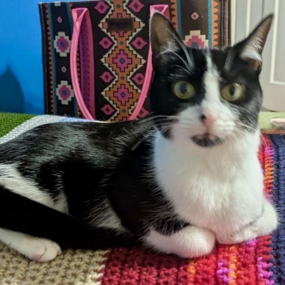 Enlarge Cowgirl, a ADOPTABLE Domestic Short Hair in Richmond, VA image 5/5