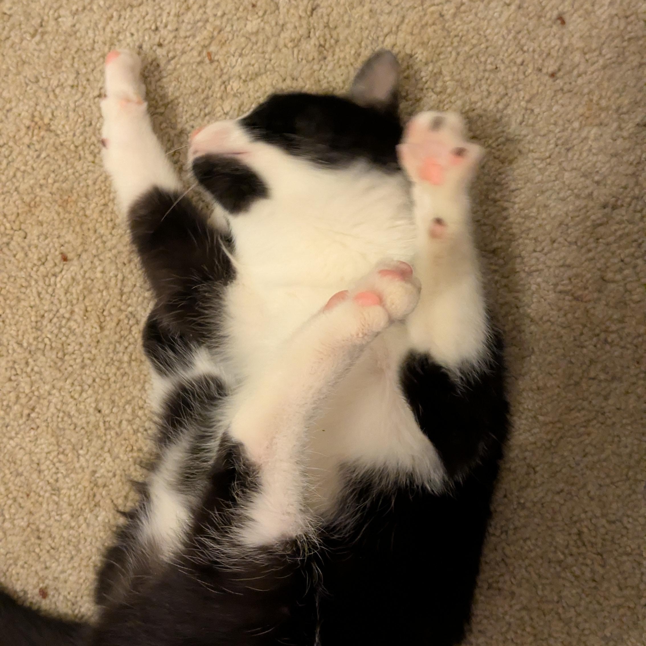 Enlarge Cowgirl, a ADOPTABLE Domestic Short Hair in Richmond, VA image 4/5