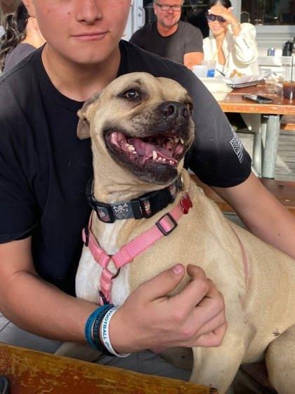 Enlarge Cupcake, a Adoptable mixed breed in Savannah, GA image 1/3