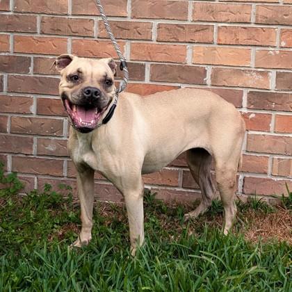 Enlarge Cupcake, a Adoptable mixed breed in Savannah, GA image 2/3