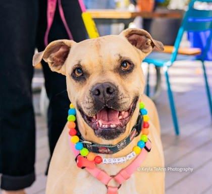 Enlarge Cupcake, a Adoptable mixed breed in Savannah, GA image 3/3