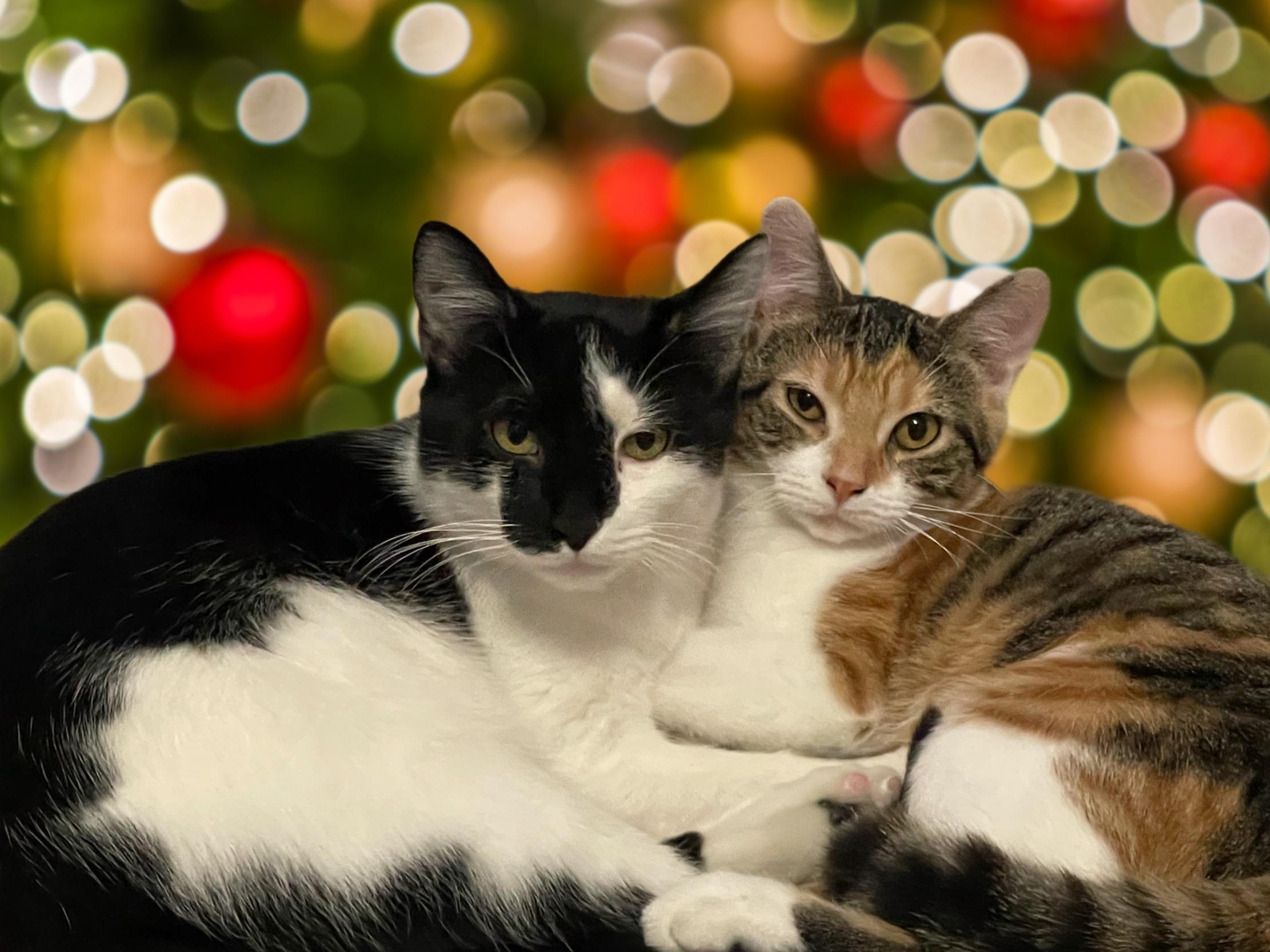 Enlarge Oreo, a ADOPTABLE American Shorthair in Hickory, NC image 2/3