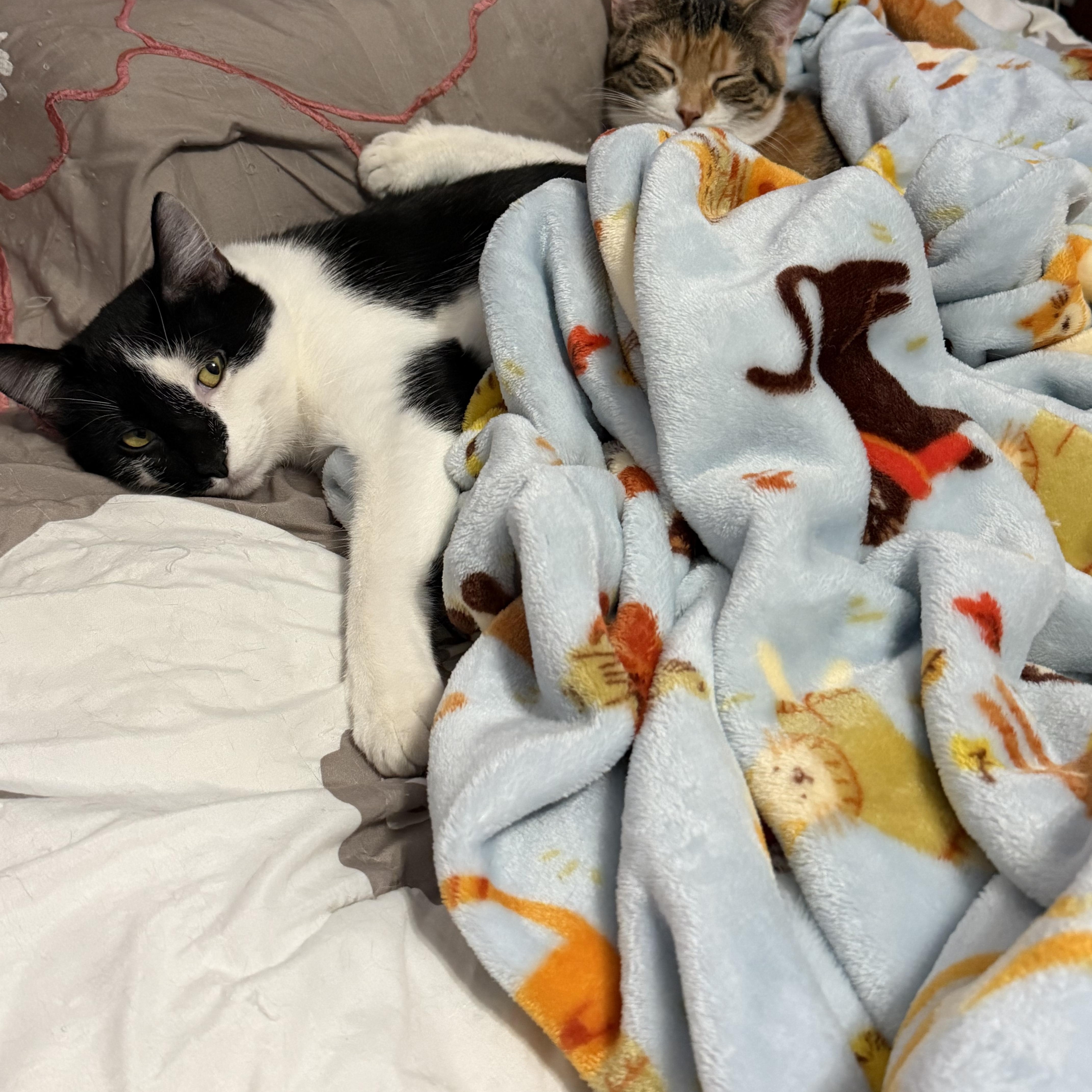 Enlarge Oreo, a ADOPTABLE American Shorthair in Hickory, NC image 1/3