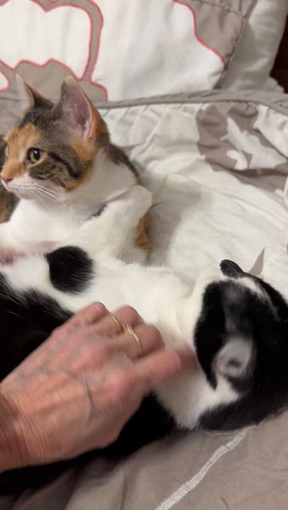 Enlarge Oreo, a ADOPTABLE American Shorthair in Hickory, NC video 3/3