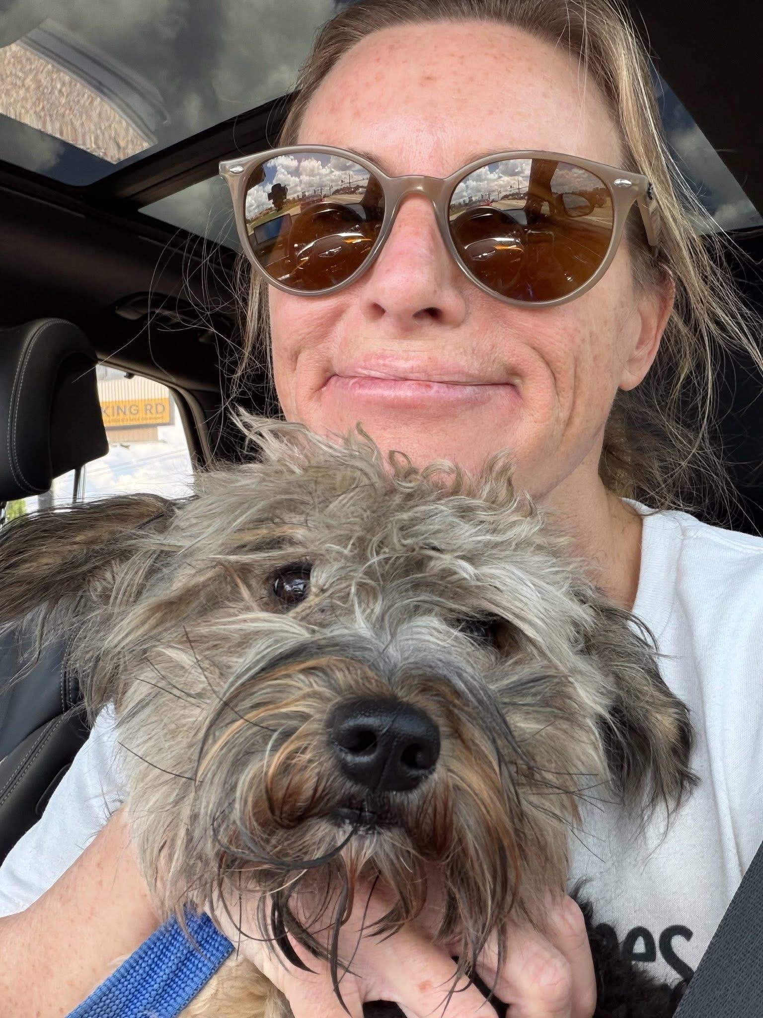 Bob, Adoptable, Young Male Yorkshire Terrier.