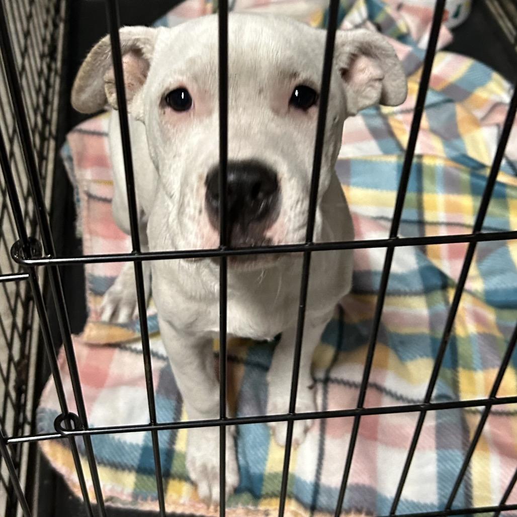 Enlarge Uno, a Adoptable Mixed Breed in Bronson, FL image 1/1