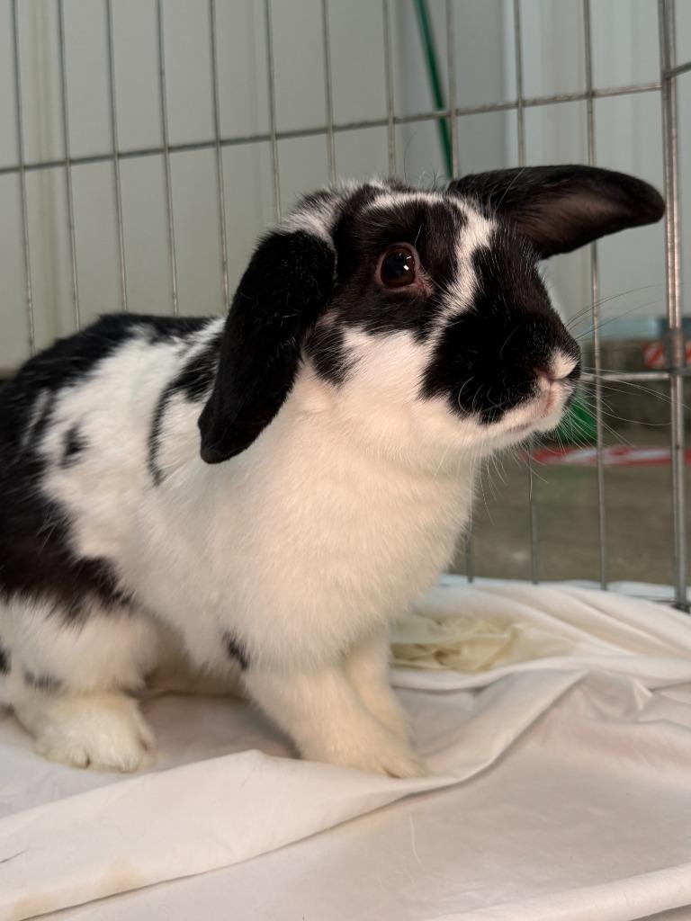 Fiesta, a Adoptable Rex in Pflugerville, TX image 1/4