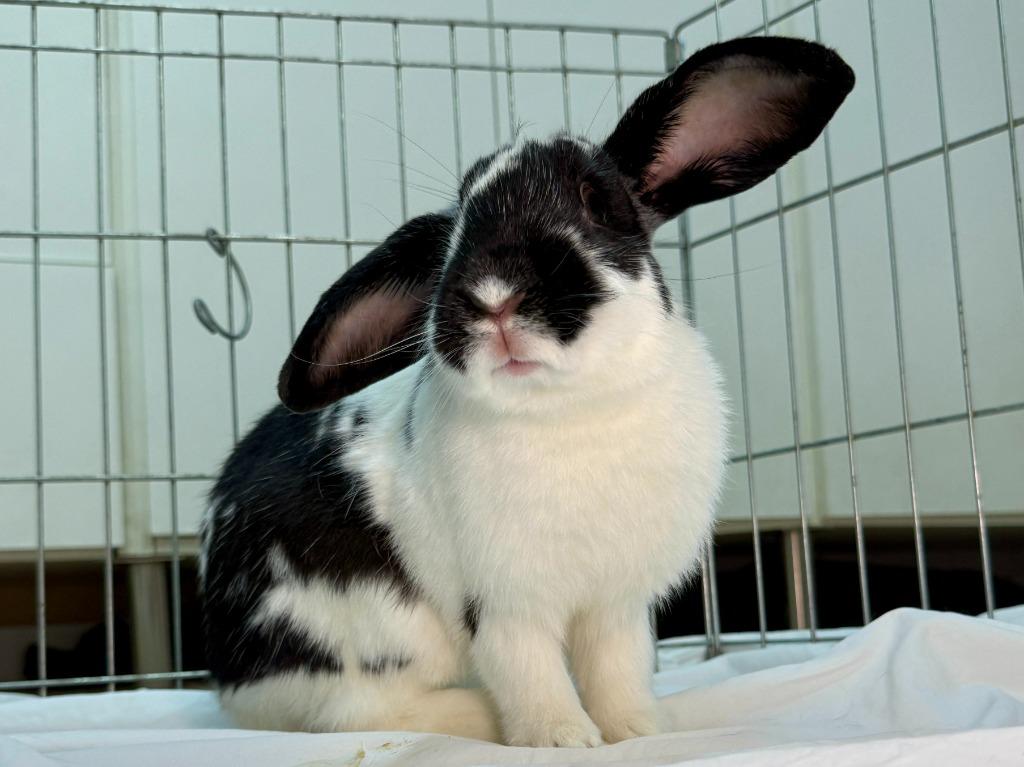 Fiesta, a Adoptable Rex in Pflugerville, TX image 2/4
