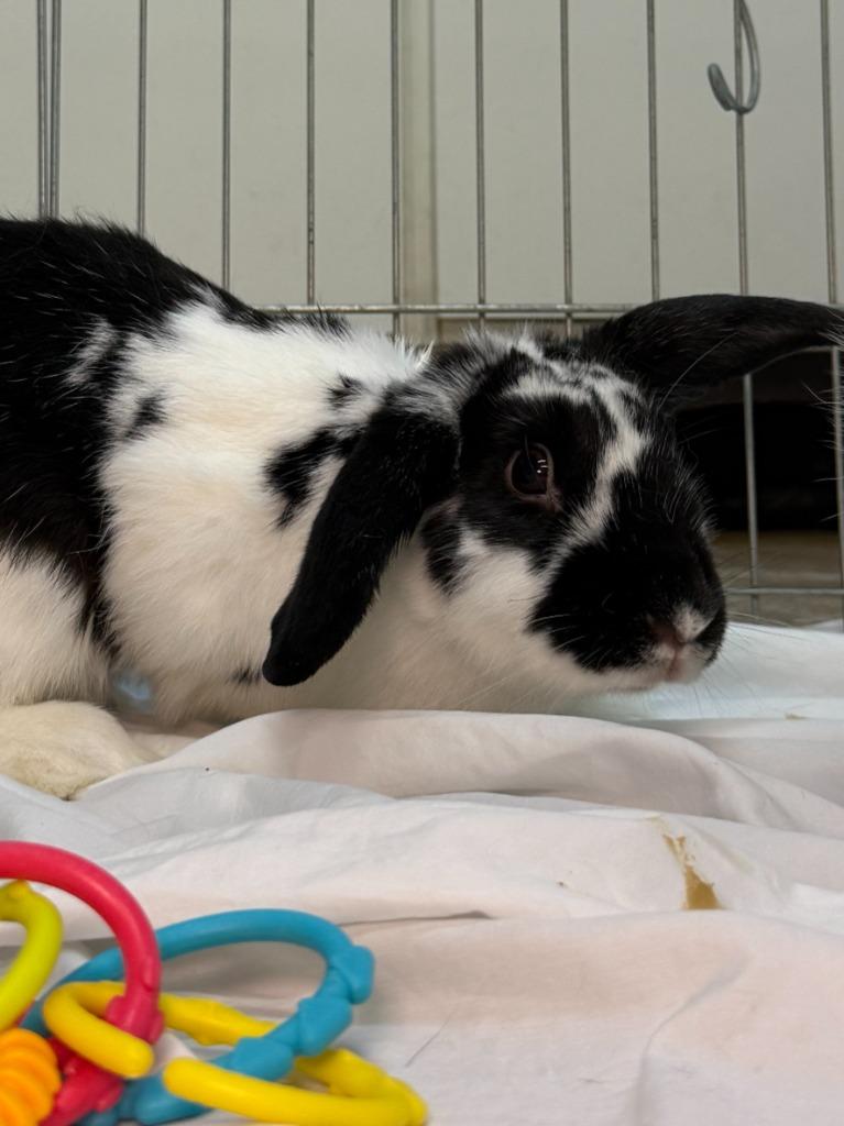 Fiesta, a Adoptable Rex in Pflugerville, TX image 3/4