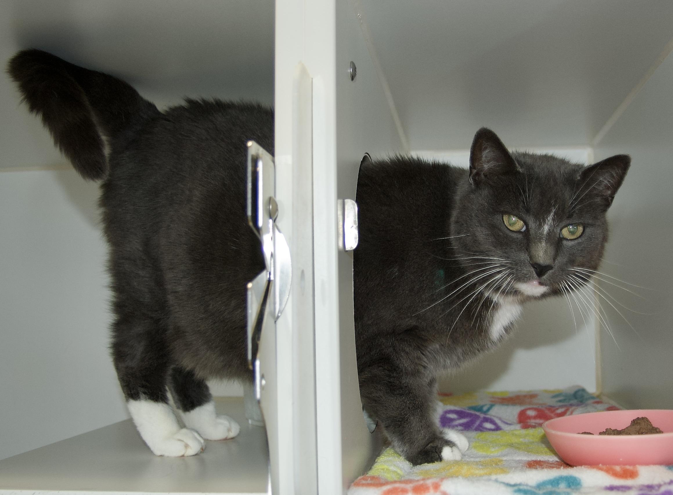 Enlarge Gracie, an adopted Domestic Short Hair in Grass Valley, CA image 2/3