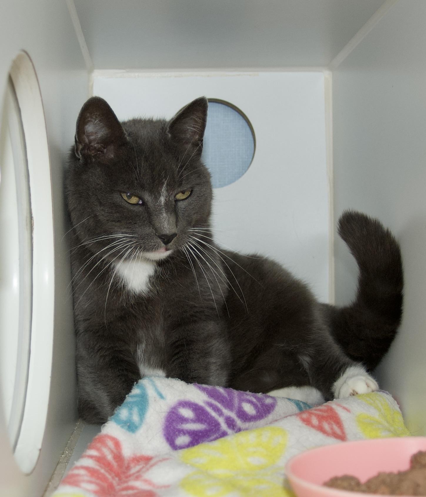 Enlarge Gracie, an adopted Domestic Short Hair in Grass Valley, CA image 3/3