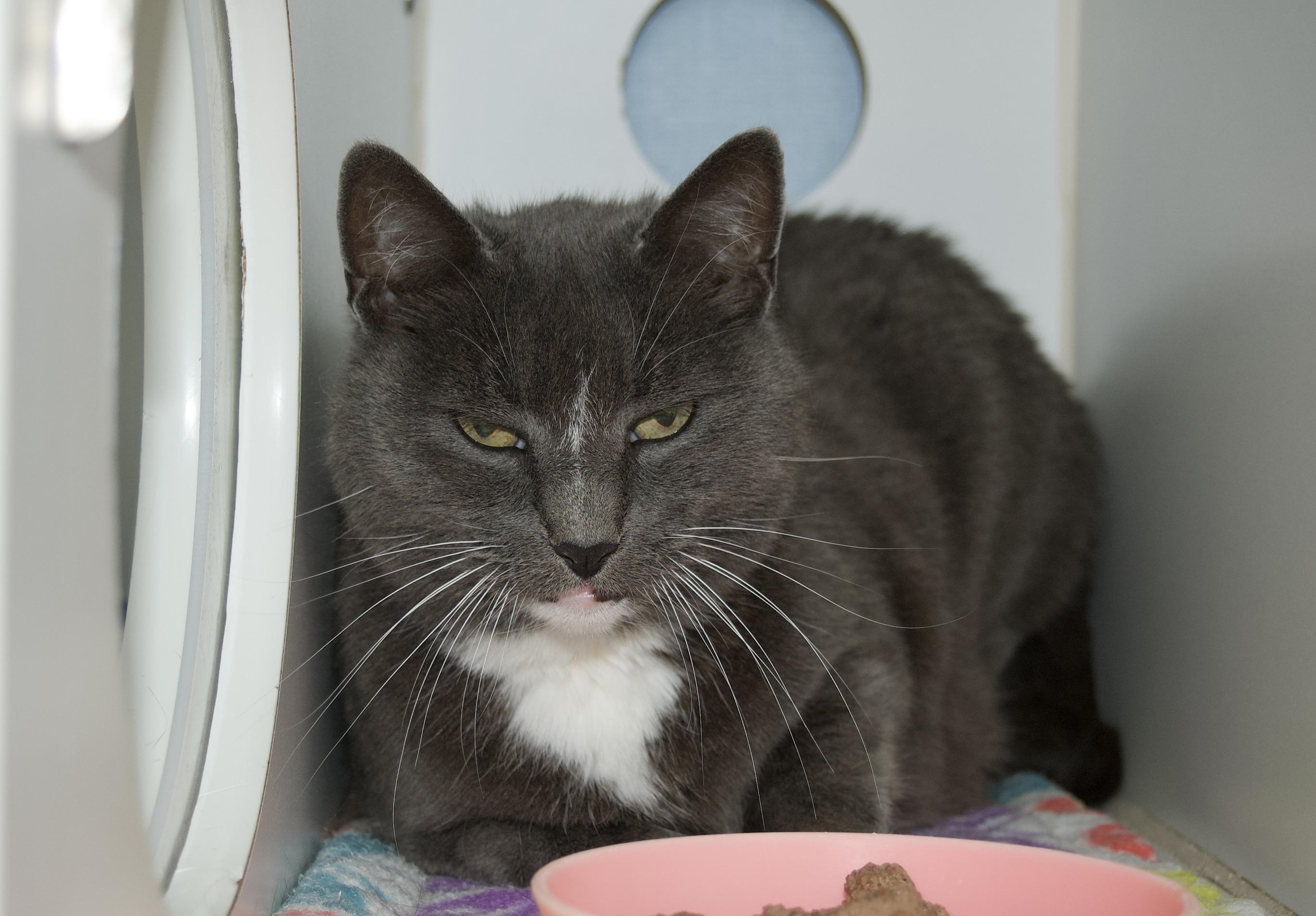 Gracie, adopted, Adult Female Domestic Short Hair.