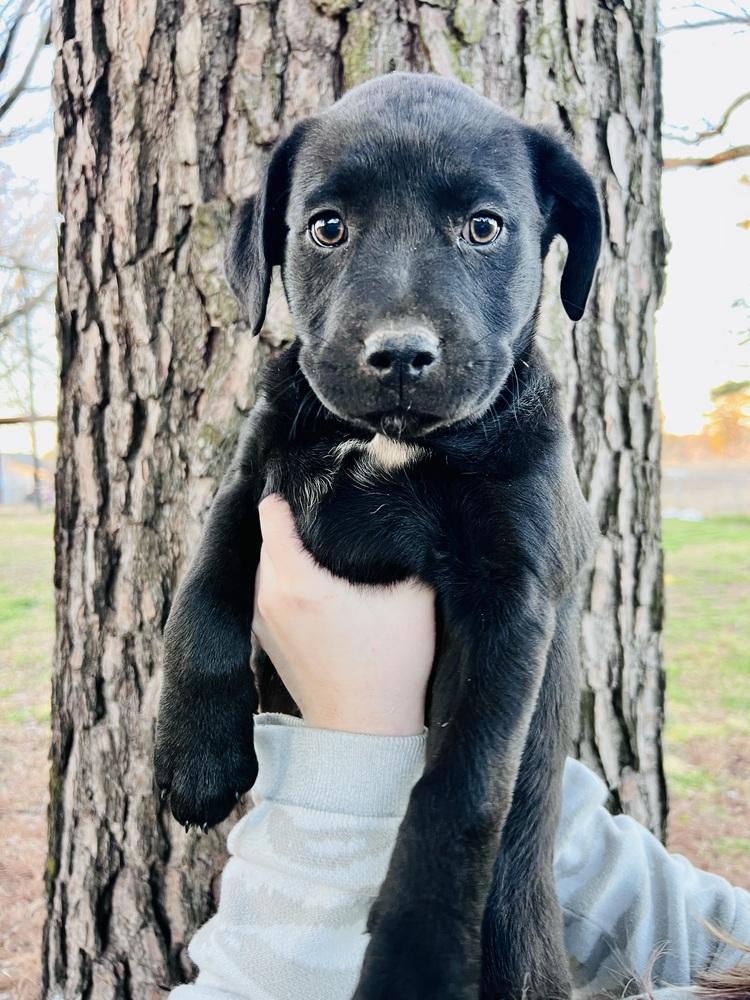 Callandere / Spaetzle, Adopted, Puppy Female Labrador Retriever & Mixed Breed.