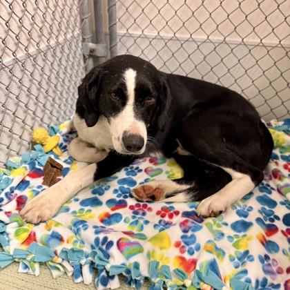 Enlarge Ezekiel, an adopted mixed breed in Midland, MI image 5/5