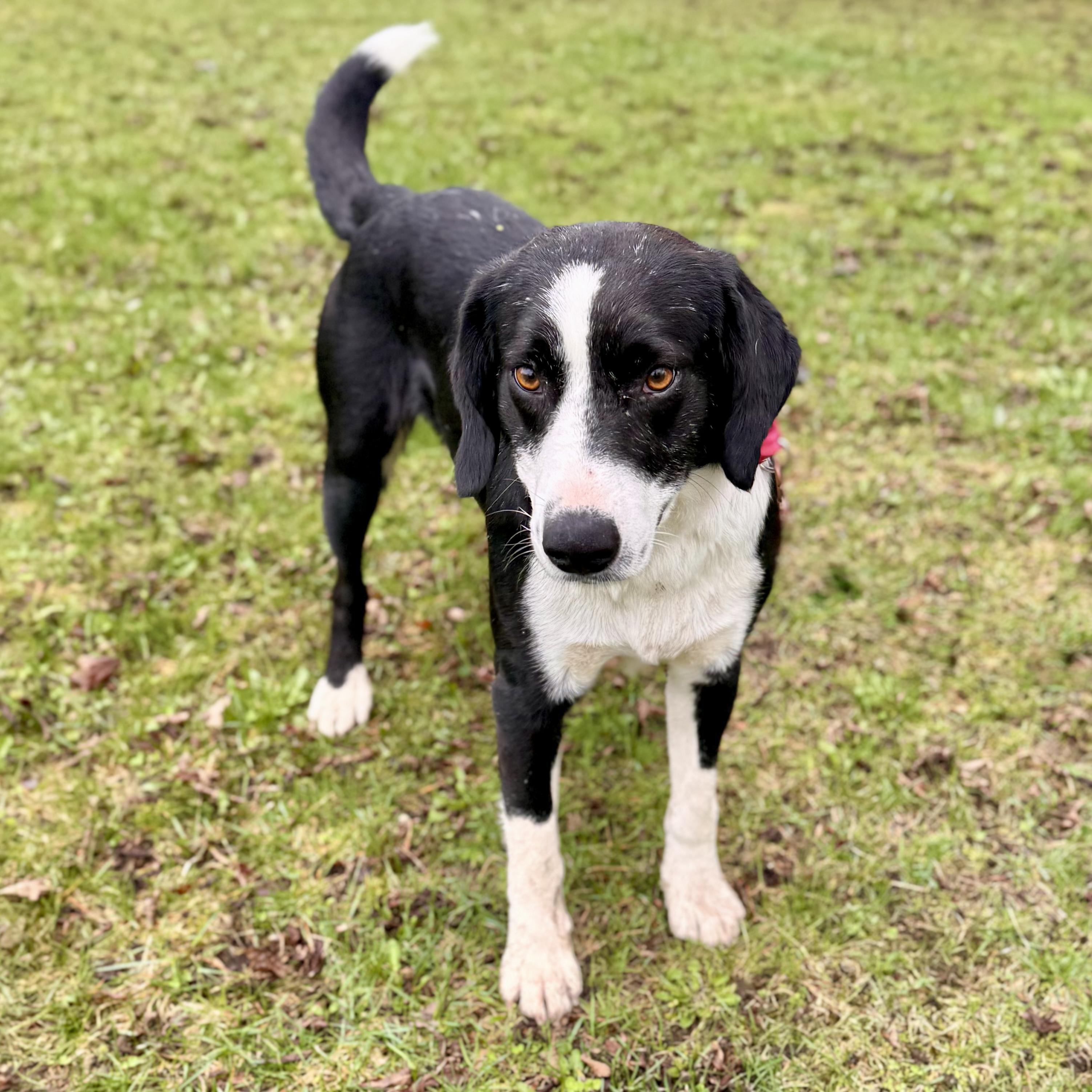 Enlarge Ezekiel, an adopted mixed breed in Midland, MI image 2/5